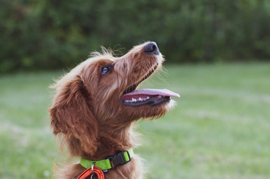 Bedürfnisorientiertes Einzelcoaching und belohnungsbasiertes individuelles persönliches Einzeltraining Hundeschule:Hundetrainerin Ursula Paus gibt Unterstützung und persönliches, belohnungsbasiertes Einzeltraining in Bonn für Hunde