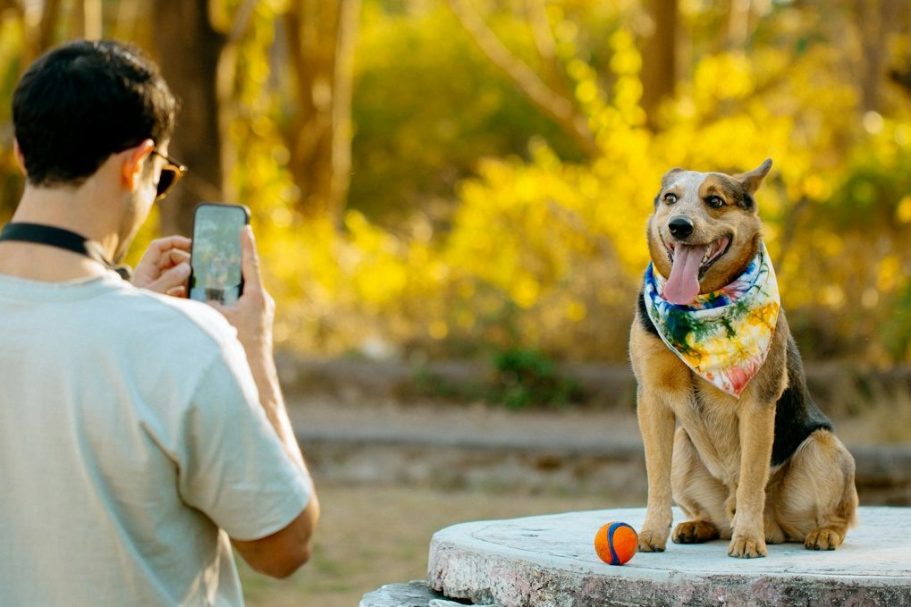 Onlinetraining und onlinecoaching von allen Orten aus Hundesschule:Trainerin Ursula Paus coacht und gibt Trainingsstunden online via Zoom oder Whats App, in Bonn und überall.