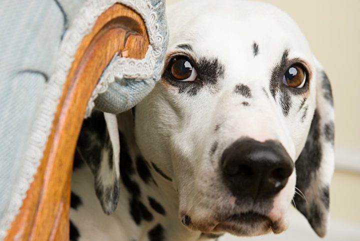qualitifzierte Verhaltensberatung für Problemunde Verhaltensberatung,Hundetraining bei Trainerin Ursula Paus für ängstliche Hunde, Problemhunde und Hunde, die nicht alleine bleiben können.