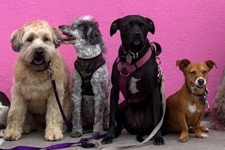 Welpenkurse,Junghunde,Beschäftigung, Hundesprache, Grundgehorsam,Rückruf,Leinenführigkeit Hundeschule Bonn und Hundetraining bei Ursula Paus, Welpenkurse, kleine Gruppenkurse, Sozialisation,Grundgehorsam,Spiel,positive Verstärkung