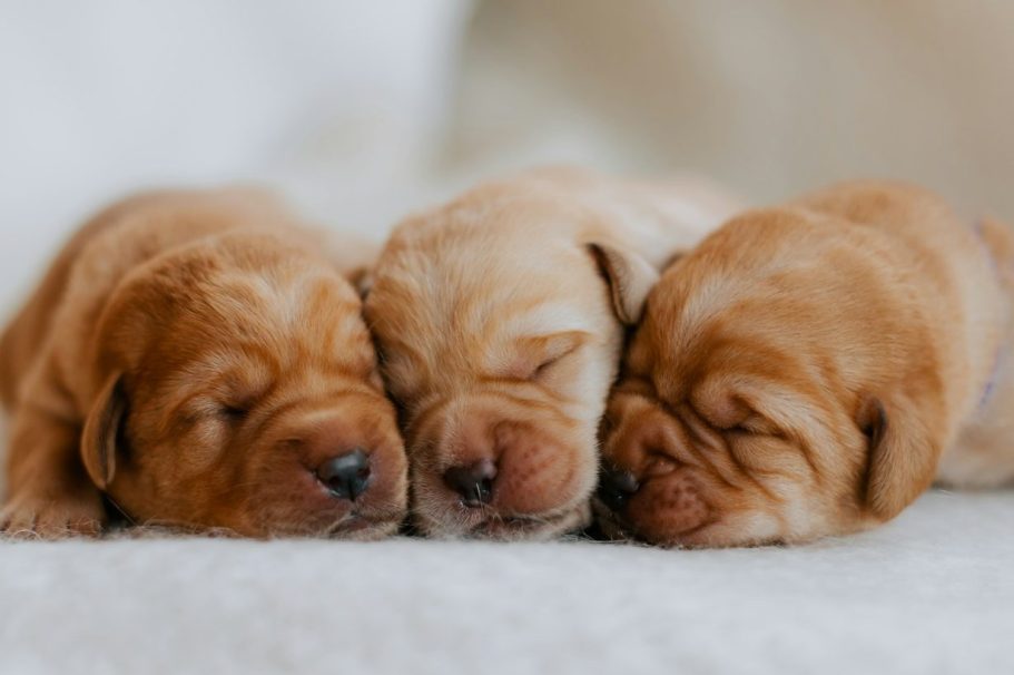 Hundeanschaffung,Rassen, Genetik, Sporthunde, Freizeithunde, Schoßhunde,Jagdhunde, Hundeschule in Bonn, Trainerin Ursula Paus berät vor der Hundeanschaffung bzgl. Rassen und deren Veranlagung sowie Eignung für Familien